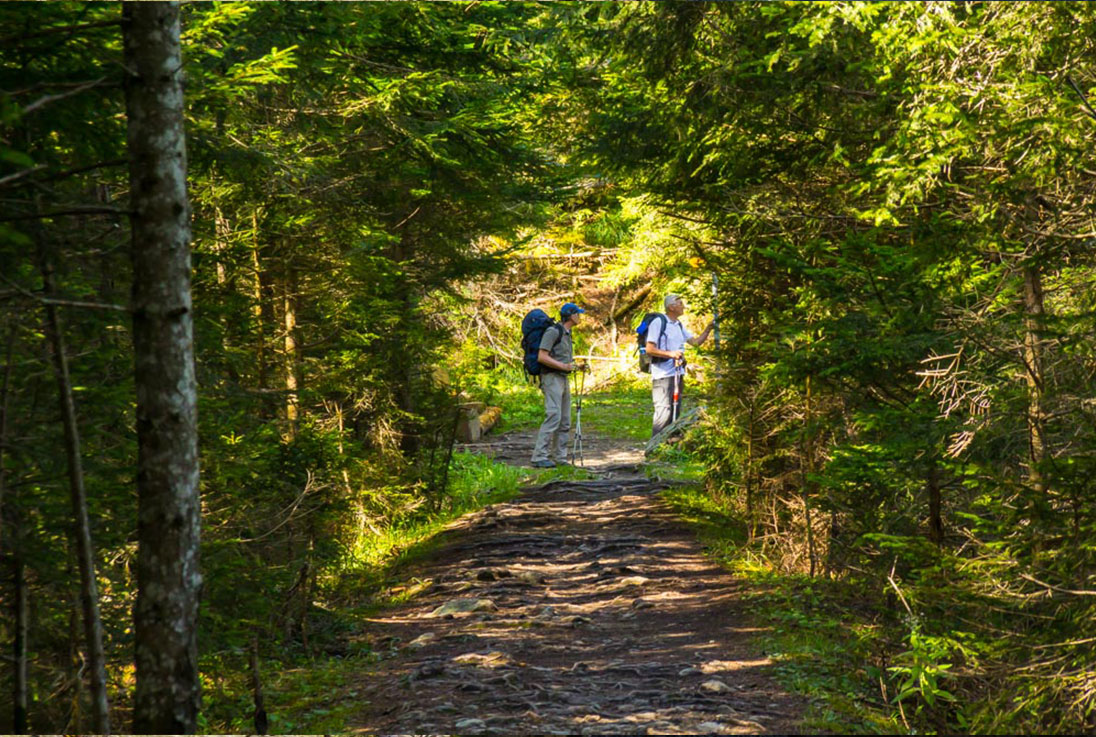 Forrest near Champex